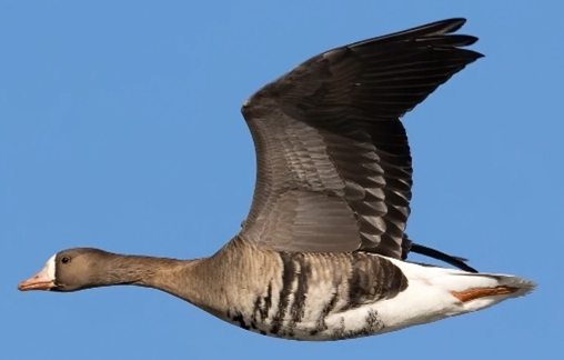 Kraanvogel Radar